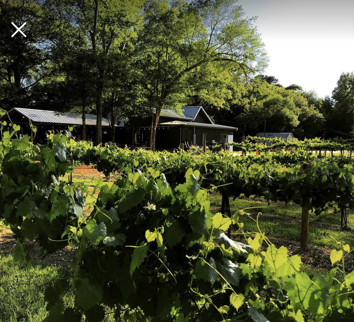 Lush green vineyard with rows of grapevines and a rustic building surrounded by tall trees under a clear sky.