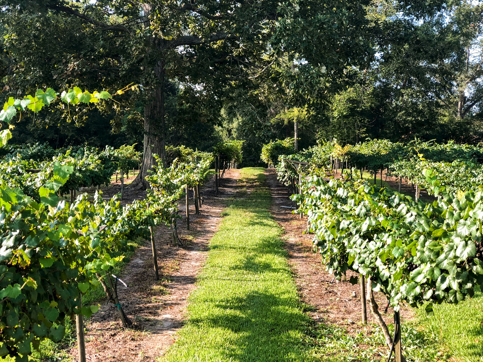 Vineyard pathway with lush green grapevines on both sides, surrounded by tall trees under a clear blue sky, ideal for wine pr.